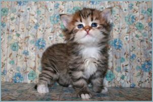 Female Siberian Kitten from Deedlebug Siberians